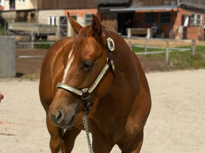 radical on kruzin sorrel qh